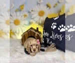 Small #2 Cocker Spaniel