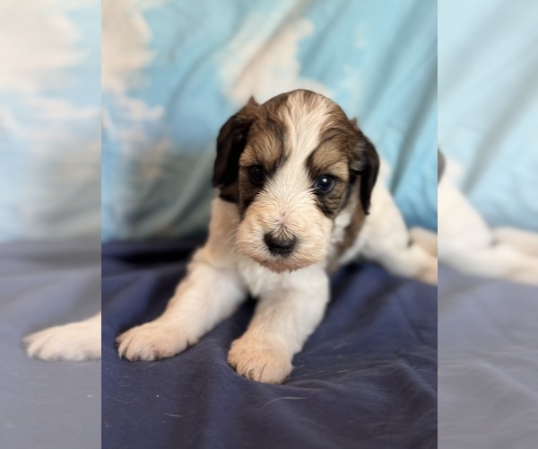 Medium Photo #3 Bernedoodle (Miniature) Puppy For Sale in LONGMONT, CO, USA
