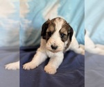 Copper - Male Bernedoodle (Miniature) Puppy for Sale - Photo #3