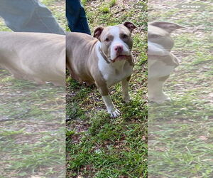 American Bulldog Dogs for adoption in Brooksville, FL, USA