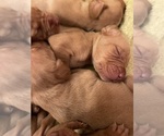 Small #6 Vizsla