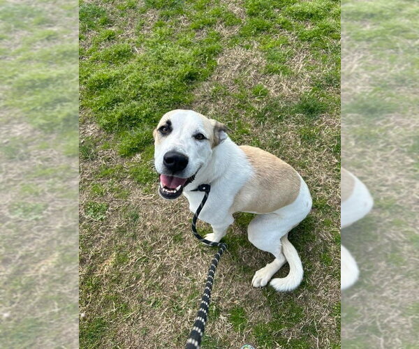 Medium Photo #4 Labrenees Puppy For Sale in Evansville, IN, USA