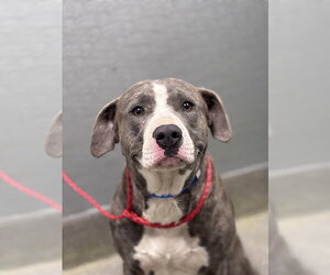 Mutt Dogs for adoption in Las Vegas, NV, USA