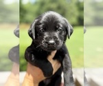 Puppy White Labrador Retriever