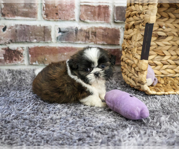 Medium Photo #3 Shih Tzu Puppy For Sale in SYRACUSE, IN, USA