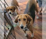 Small #1 Beagle Mix