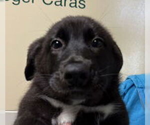 Labrador Retriever Dogs for adoption in Salinas, CA, USA