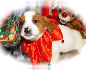 Dachshund-Jack Russell Terrier Mix Puppy for sale in HAMMOND, IN, USA
