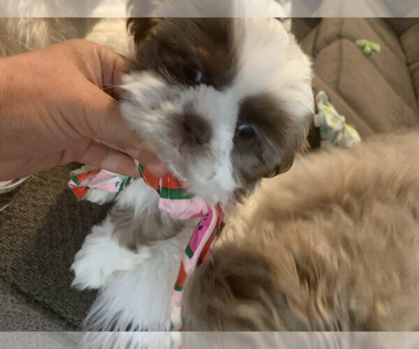 Medium Photo #2 Mal-Shi-Shih Tzu Mix Puppy For Sale in SAN ANTONIO, TX, USA