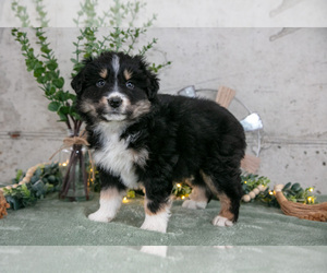 Medium Australian Shepherd