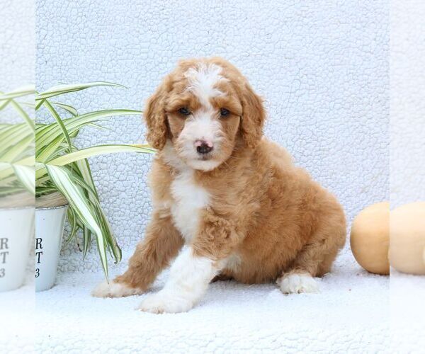 Medium Photo #3 Goldendoodle Puppy For Sale in NARVON, PA, USA