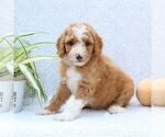 Small #2 Goldendoodle