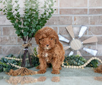 Small #2 Goldendoodle mix (+ Poodle Miniature)