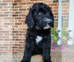 Small #1 Aussiedoodle