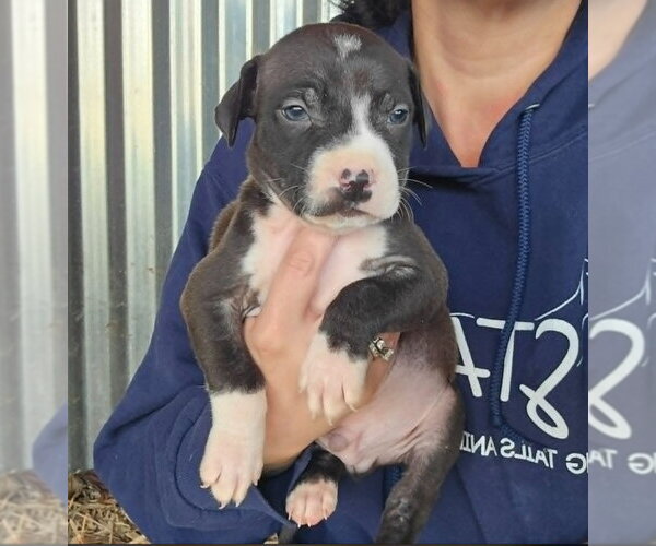 Medium Photo #3 American Pit Bull Terrier-Catahoula Leopard Dog Mix Puppy For Sale in Frankenmuth, MI, USA