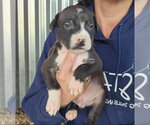 Small #2 American Pit Bull Terrier-Catahoula Leopard Dog Mix