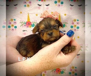 Yorkshire Terrier Puppy for sale in WINNSBORO, LA, USA