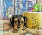 Small #5 Morkie