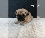 Small #2 Pug