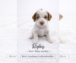 Puppy Rigley Goldendoodle