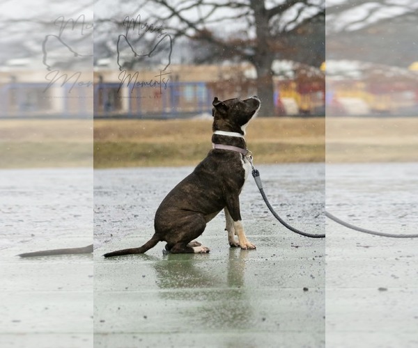 Medium Photo #13 Mutt Puppy For Sale in Rustburg, VA, USA