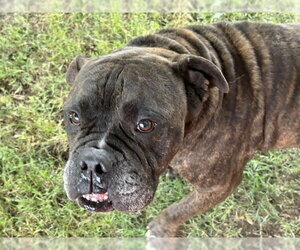 Boxer-Unknown Mix Dogs for adoption in Tulsa, OK, USA