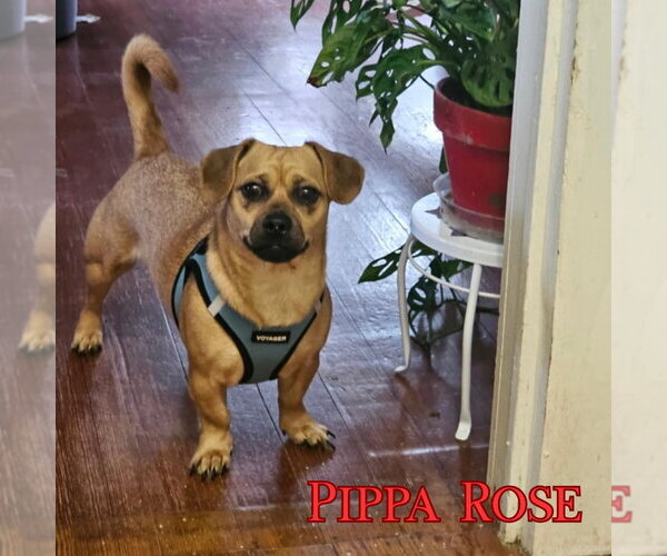 Medium Photo #12 Dachshund-Unknown Mix Puppy For Sale in San Antonio, TX, USA