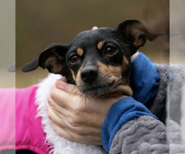Medium Photo #3 Miniature Pinscher Puppy For Sale in Spring Lake, NC, USA