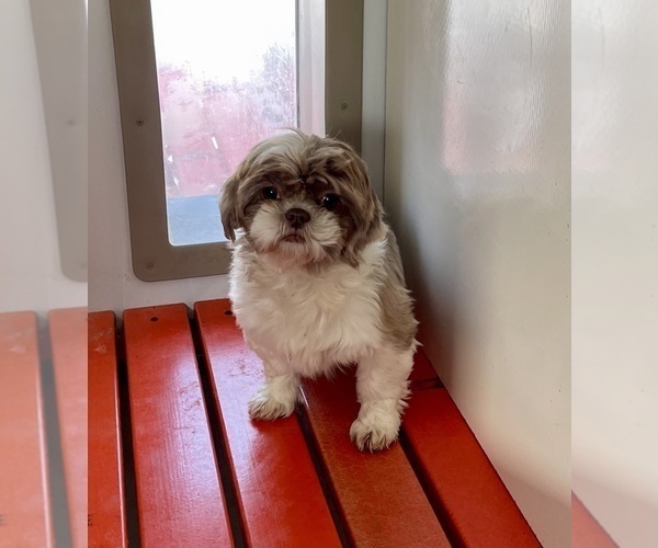 Medium Photo #1 Zuchon Puppy For Sale in MOUNT PLEASANT, MI, USA