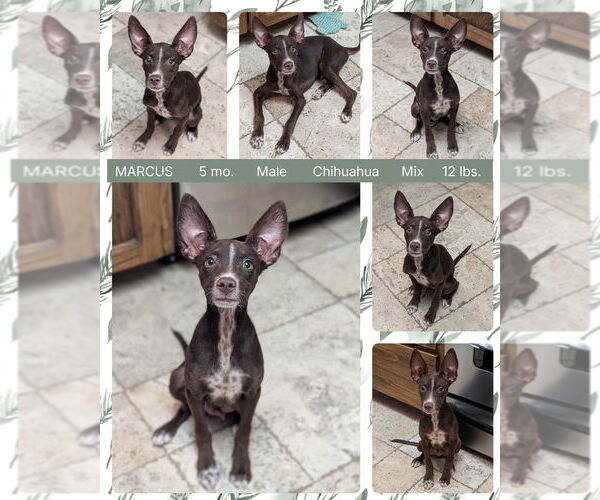 Medium Photo #2 Australian Kelpie-Chihuahua Mix Puppy For Sale in Mesa, AZ, USA