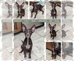 Small #1 Australian Kelpie-Chihuahua Mix
