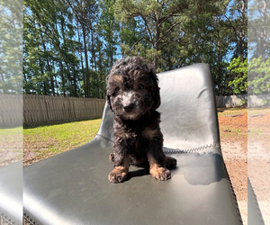 Poodle (Toy) Puppy for sale in FORT WASHINGTON, MD, USA