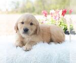 Small #4 Golden Retriever