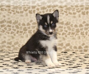 Pomsky Puppy for sale in DENVER, PA, USA