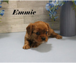 Small #10 Cavalier King Charles Spaniel