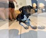 Small #1 Borador