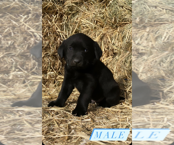 Medium Photo #1 Labrador Retriever Puppy For Sale in MODESTO, CA, USA