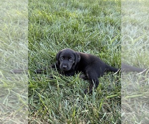 Labrador Retriever Puppy for Sale in KINGS MOUNTAIN, North Carolina USA