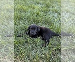 Small Labrador Retriever