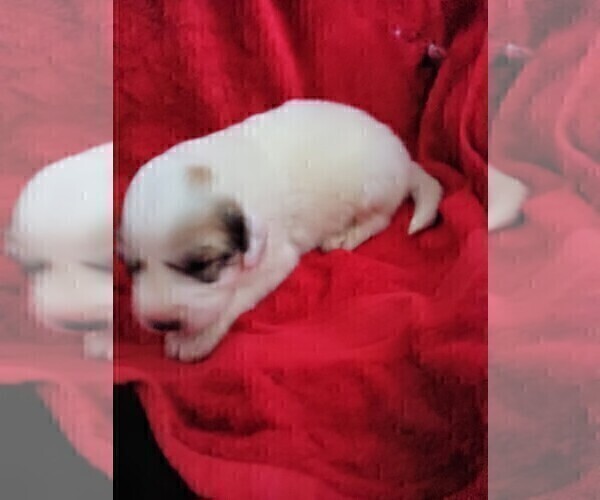 Medium Photo #3 Great Pyrenees Puppy For Sale in BANCROFT, WI, USA