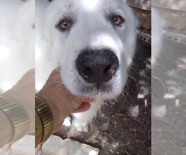 Medium Photo #8 Great Pyrenees Puppy For Sale in Spring, TX, USA