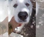 Small #7 Great Pyrenees