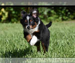 Small #9 Miniature Australian Shepherd