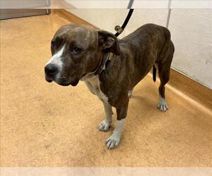 American Pit Bull Terrier Dogs for adoption in Martinez, CA, USA