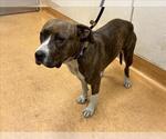 Small American Pit Bull Terrier