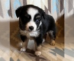 Small #3 Miniature Australian Shepherd