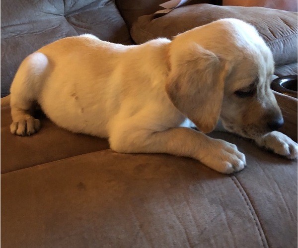 Medium Photo #6 Labrador Retriever Puppy For Sale in CLEVELAND, GA, USA