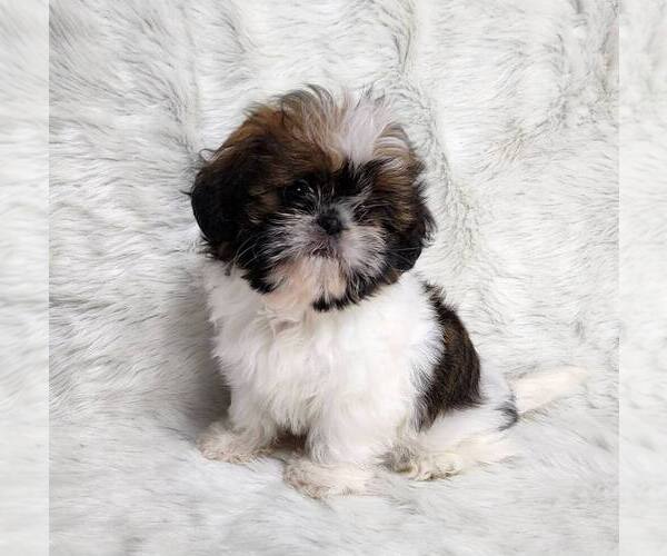 Medium Photo #1 Shih Tzu Puppy For Sale in DECATUR, GA, USA
