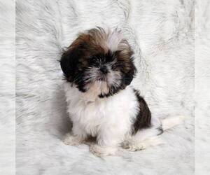Shih Tzu Puppy for sale in DECATUR, GA, USA