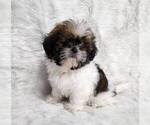Image preview for Ad Listing. Nickname: Sheba